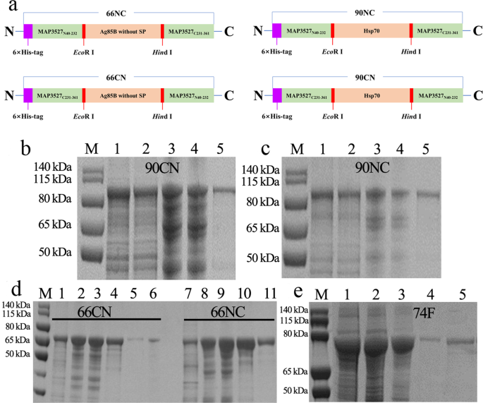 A candidate subunit vaccine induces protective immunity against Mycobacterium avium subspecies paratuberculosis in mice