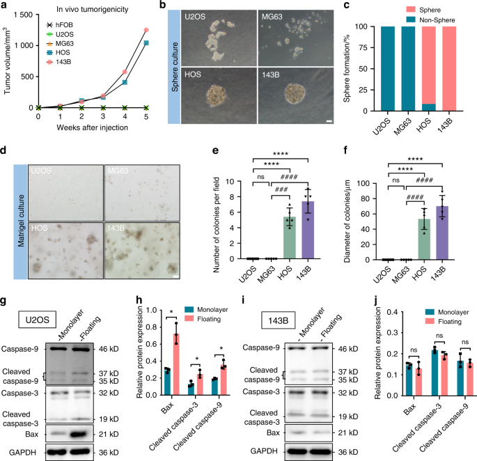 Impairment of rigidity sensing caused by mutant TP53 gain of function in osteosarcoma