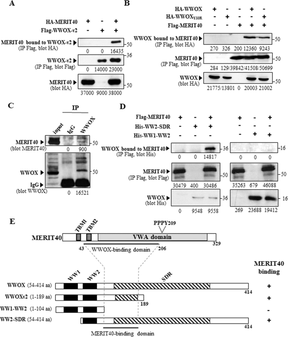 WWOX binds MERIT40 and modulates its function in homologous recombination, implications in breast cancer