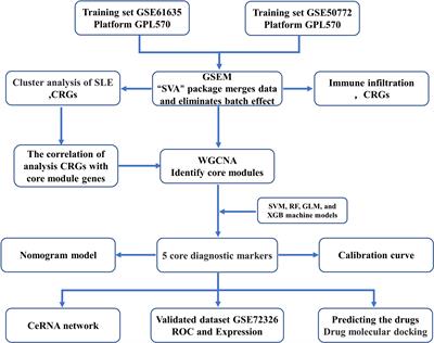Cuproptosis-related gene identification and immune infiltration analysis in systemic lupus erythematosus