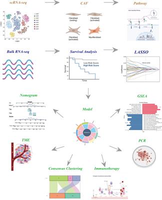 A fibroblast-associated signature predicts prognosis and immunotherapy in esophageal squamous cell cancer