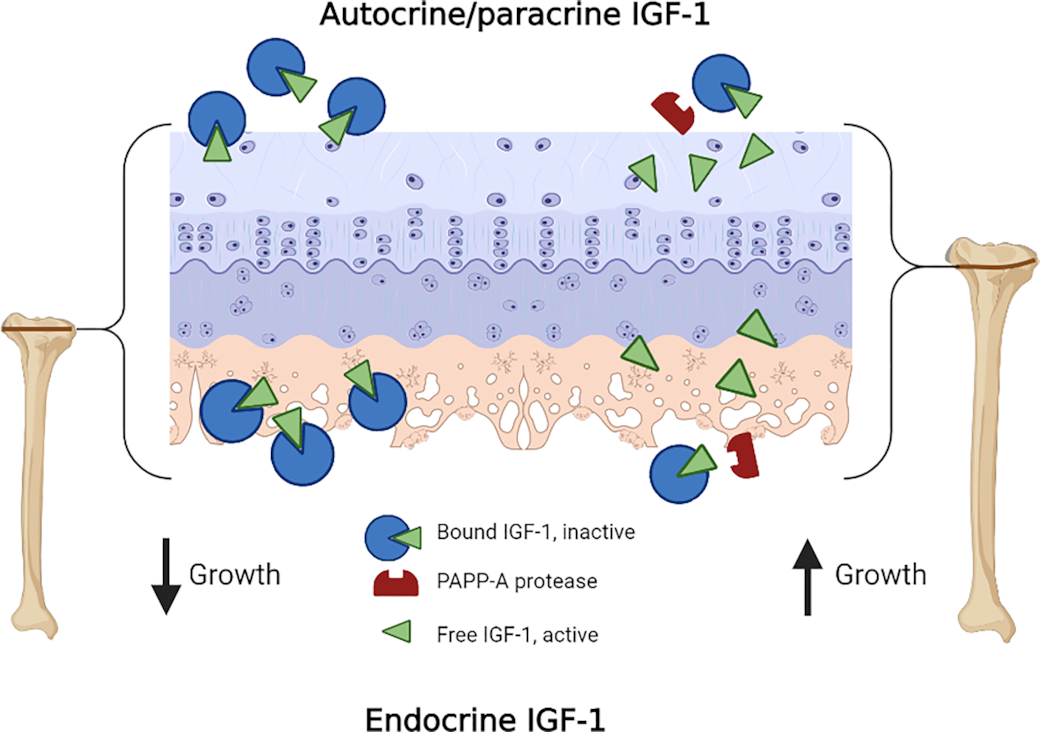 Dysregulation of insulin-like growth factor-1 signaling in postnatal bone elongation