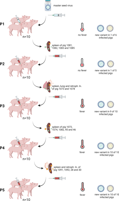 Assessment of African swine fever vaccine candidate ASFV-G-∆MGF in a reversion to virulence study