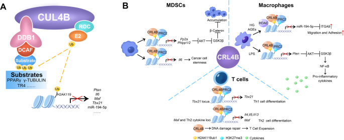 Cullin 4B-RING E3 ligase complex in immune cell differentiation and function