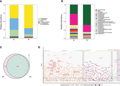 Increased abundance of bacteria of the family Muribaculaceae achieved by fecal microbiome transplantation correlates with the inhibition of kidney calcium oxalate stone deposition in experimental rats