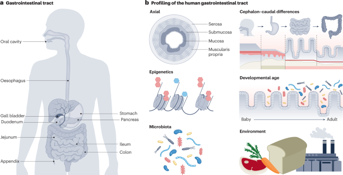 A Roadmap for the Human Gut Cell Atlas