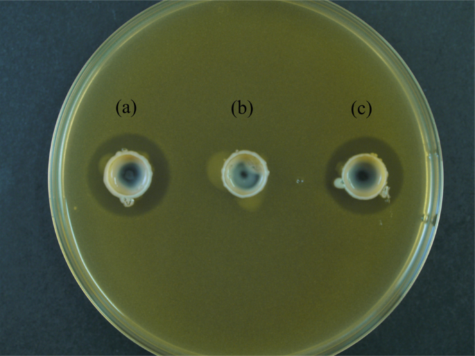 Avidumicin, a novel cyclic bacteriocin, produced by Cutibacterium avidum shows anti-Cutibacterium acnes activity