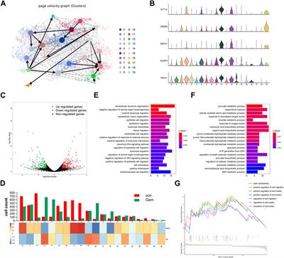 Single-cell RNA sequencing revealed subclonal heterogeneity and gene signatures of gemcitabine sensitivity in pancreatic cancer