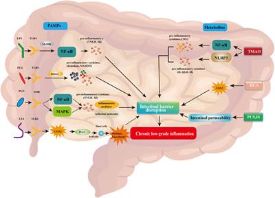 Gut microbiome-mediated mechanisms in aging-related diseases: are probiotics ready for prime time?