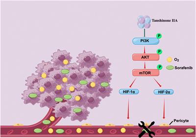 Tanshinone IIA promotes vascular normalization and boosts Sorafenib’s anti-hepatoma activity via modulating the PI3K-AKT pathway