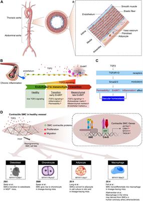 TGFβ signaling pathways in human health and disease