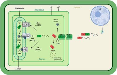 The journey of preproteins across the chloroplast membrane systems