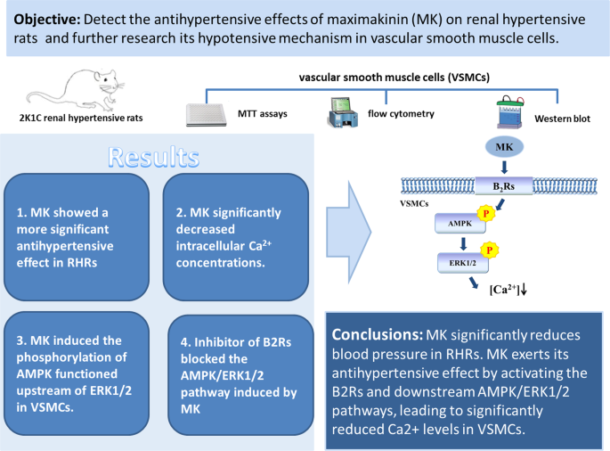 Maximakinin reduced intracellular Ca2+ level in vascular smooth muscle cells through AMPK/ERK1/2 signaling pathways