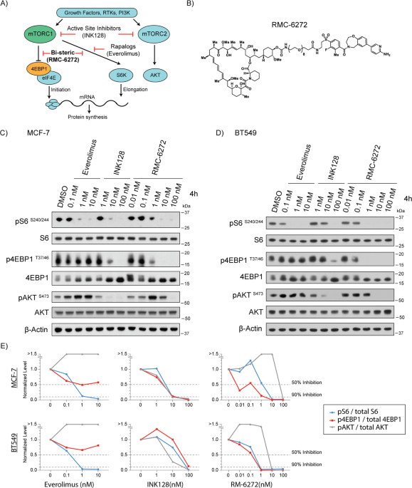 A bi-steric mTORC1-selective inhibitor overcomes drug resistance in breast cancer