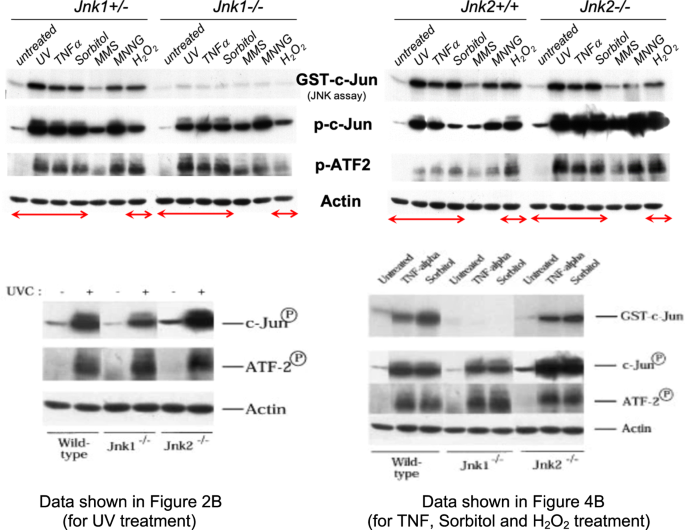 Correction: Differential effects of JNK1 and JNK2 on signal specific induction of apoptosis