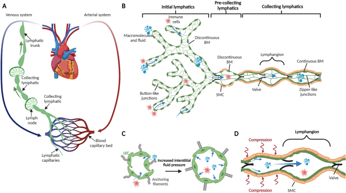 Biomechanical control of lymphatic vessel physiology and functions