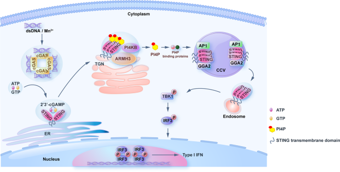 PI4P STimulatING innate immune activation: beyond the Golgi