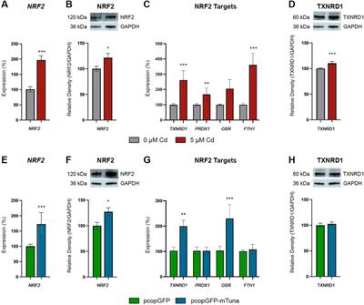 LncRNA Tuna is activated in cadmium-induced placental insufficiency and drives the NRF2-mediated oxidative stress response