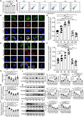 Cardiolipin externalization mediates prion protein (PrP) peptide 106–126-associated mitophagy and mitochondrial dysfunction
