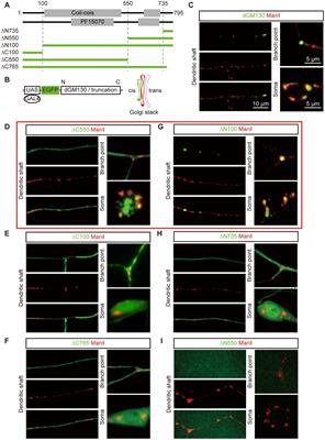 A distinct Golgi-targeting mechanism of dGM130 in Drosophila neurons