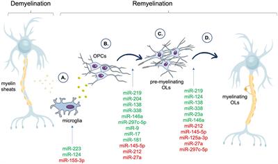 Remyelination in multiple sclerosis from the miRNA perspective