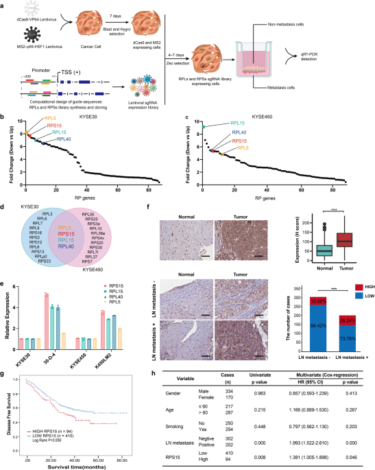 RPS15 interacted with IGF2BP1 to promote esophageal squamous cell carcinoma development via recognizing m6A modification