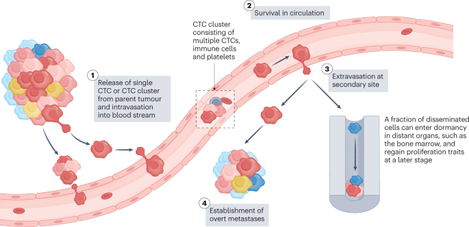 Circulating tumour cells for early detection of clinically relevant cancer