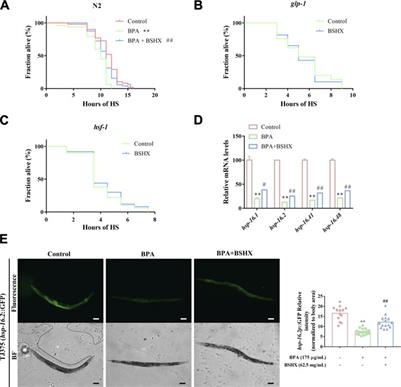 BuShen HuoXue decoction improves fertility through intestinal hsp-16.2-mediated heat-shock signaling pathway in Caenorhabditis elegans