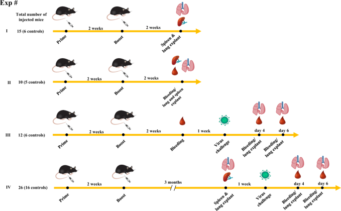 Antiviral effect of SARS-CoV-2 N-specific CD8+ T cells induced in lungs by engineered extracellular vesicles