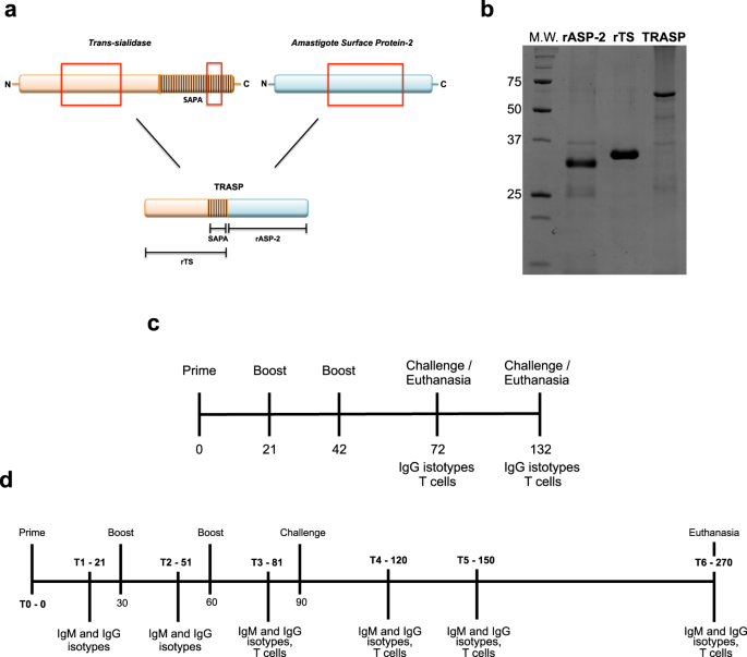 ASP-2/Trans-sialidase chimeric protein induces robust protective immunity in experimental models of Chagas’ disease