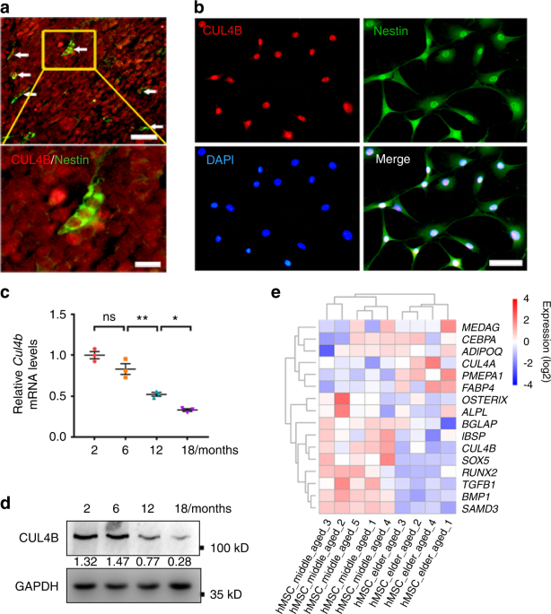 CUL4B orchestrates mesenchymal stem cell commitment by epigenetically repressing KLF4 and C/EBPδ