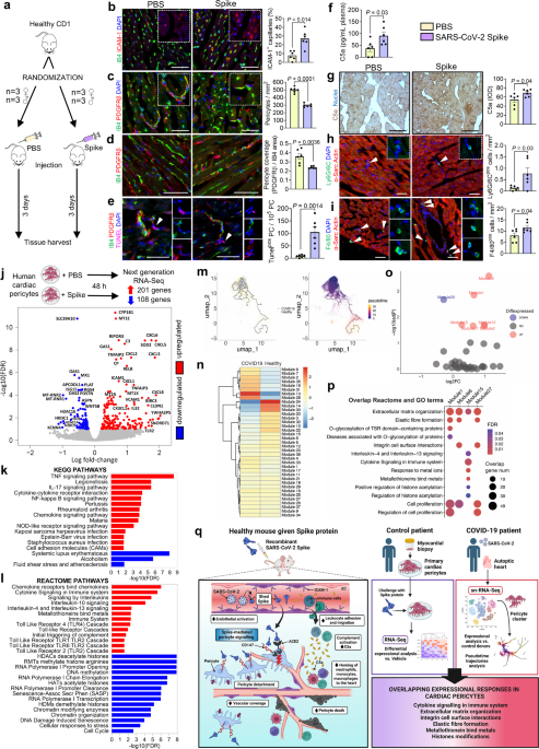 Murine studies and expressional analyses of human cardiac pericytes reveal novel trajectories of SARS-CoV-2 Spike protein-induced microvascular damage