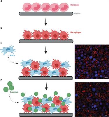 Evaluation of silver bio-functionality in a multicellular in vitro model: towards reduced animal usage in implant-associated infection research