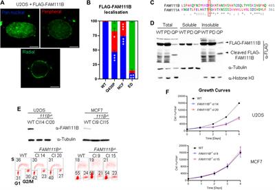 Loss of FAM111B protease mutated in hereditary fibrosing poikiloderma negatively regulates telomere length