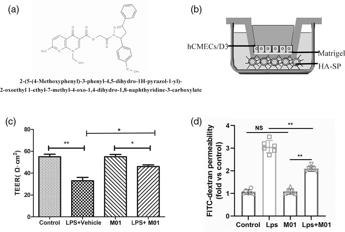 An inhibitor of claudin-5 interactions, M01, alleviates neuroinflammation and vasogenic edema after blood–spinal cord barrier dysfunction