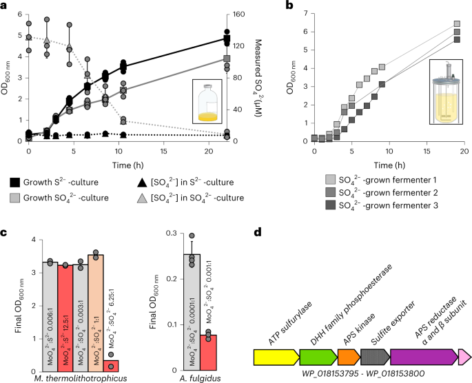 Assimilatory sulfate reduction in the marine methanogen Methanothermococcus thermolithotrophicus