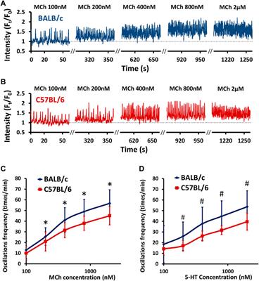 Inherent differences of small airway contraction and Ca2+ oscillations in airway smooth muscle cells between BALB/c and C57BL/6 mouse strains