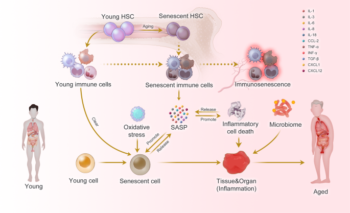 Inflammation and aging: signaling pathways and intervention therapies