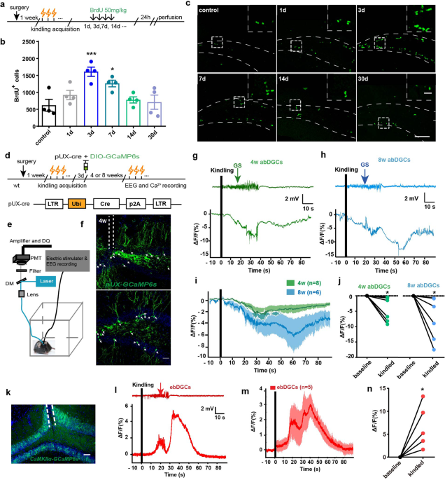 Adult-born neurons in critical period maintain hippocampal seizures via local aberrant excitatory circuits