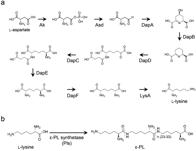 Constitutive and high gene expression in the diaminopimelate pathway accelerates ε-poly-l-lysine production in Streptomyces albulus