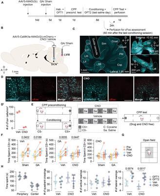 Putting forward a model for the role of the cerebellum in cocaine-induced pavlovian memory