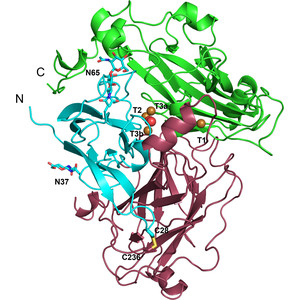 Structure–function studies of a novel laccase-like multicopper oxidase from Thermothelomyces thermophila provide insights into its biological role