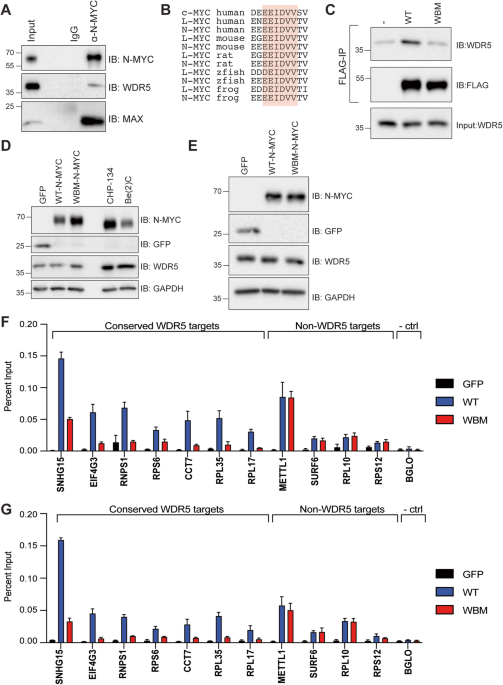 WDR5 facilitates recruitment of N-MYC to conserved WDR5 gene targets in neuroblastoma cell lines
