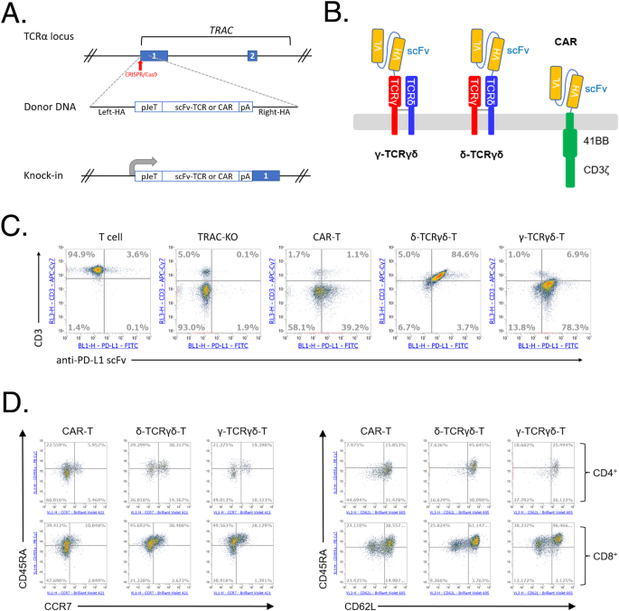Antibody-based binding domain fused to TCRγ chain facilitates T cell cytotoxicity for potent anti-tumor response