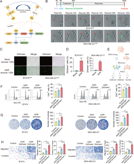 Chemotherapy-induced executioner caspase activation increases breast cancer malignancy through epigenetic de-repression of CDH12