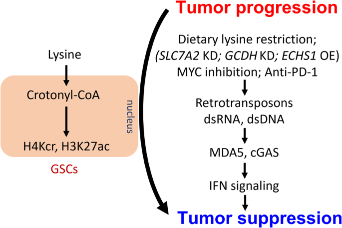 Lysine metabolism at the nexus of crotonylation and tumor immunity