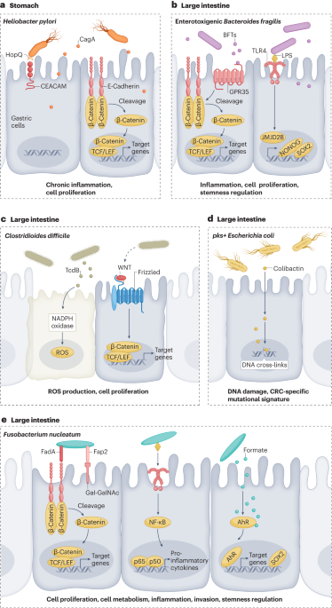 Bacteria in cancer initiation, promotion and progression
