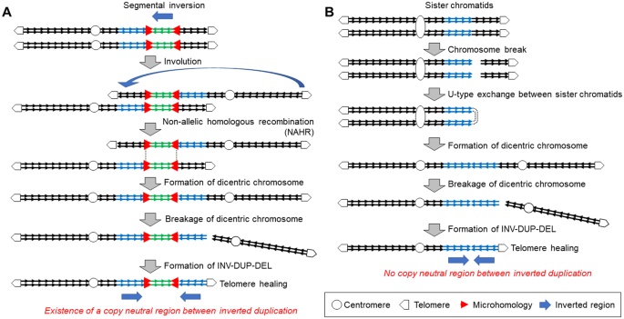 Identification of small-sized intrachromosomal segments at the ends of INV–DUP–DEL patterns