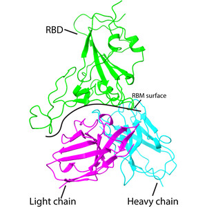 The structure of the RBD–E77 Fab complex reveals neutralization and immune escape of SARS-CoV-2