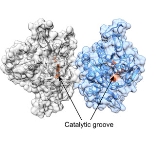 3D structures of the Plasmodium vivax subtilisin-like drug target SUB1 reveal conformational changes to accommodate a substrate-derived α-ketoamide inhibitor